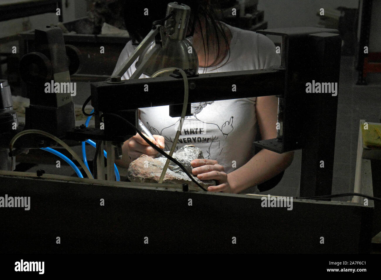 Los paleontólogos trabajando en la restauración y limpieza de muestras de excavación de dinosaurios. Foto de stock