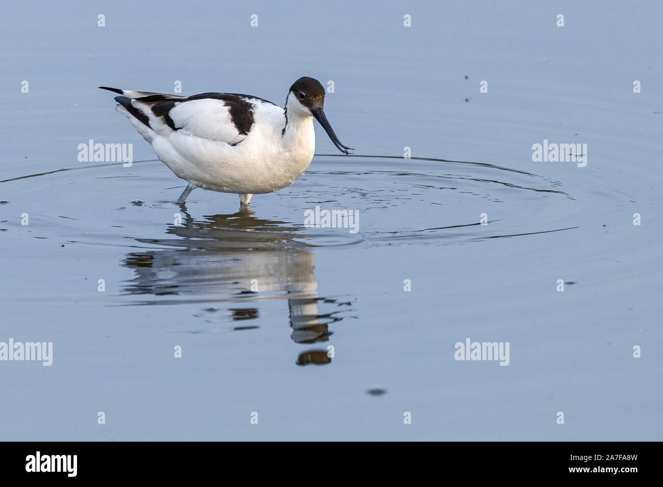 Avocet, Recurvirostra avosetta Foto de stock