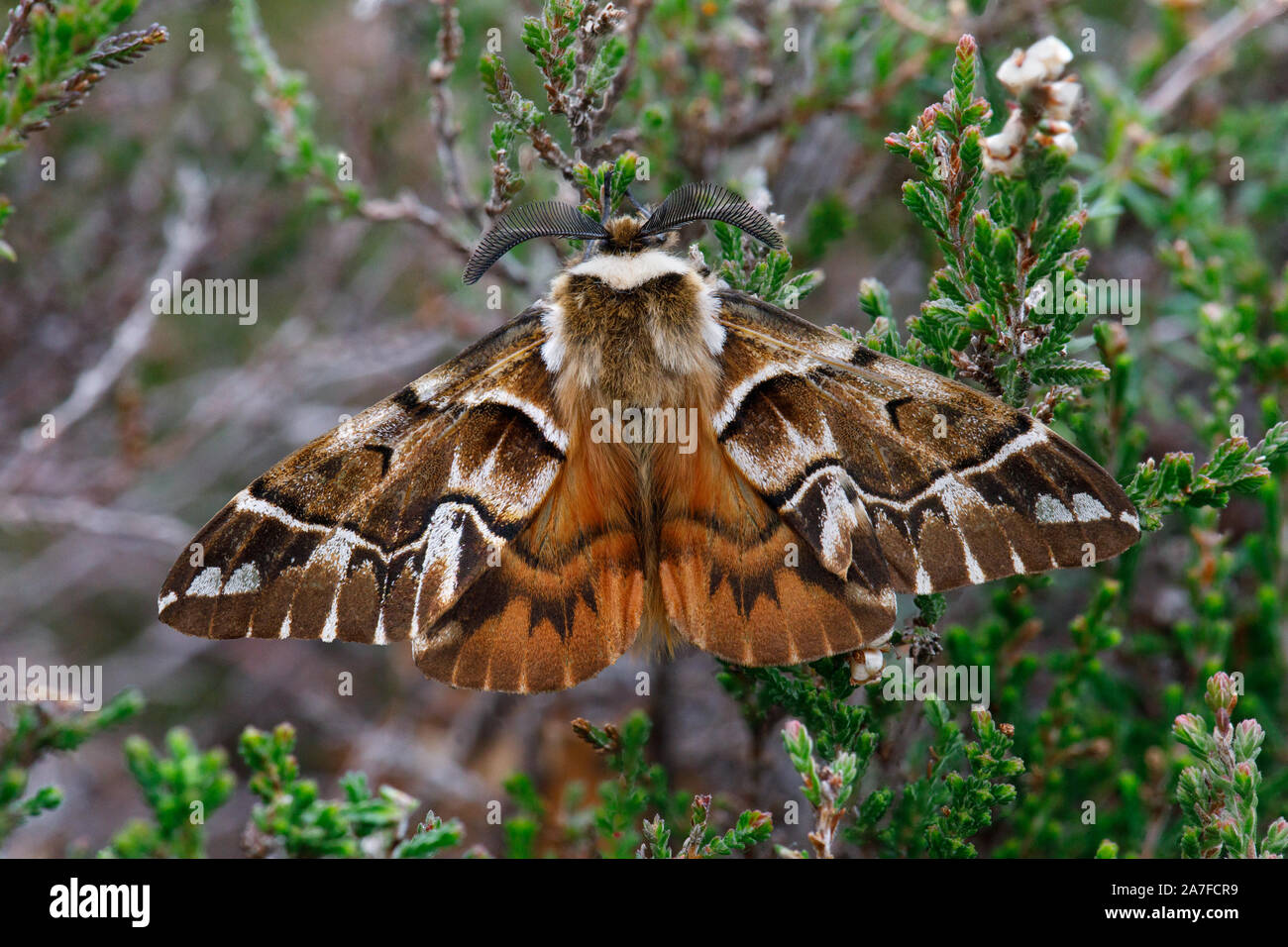 Chorlitejo Gloria moth, Endromis versicolora Foto de stock