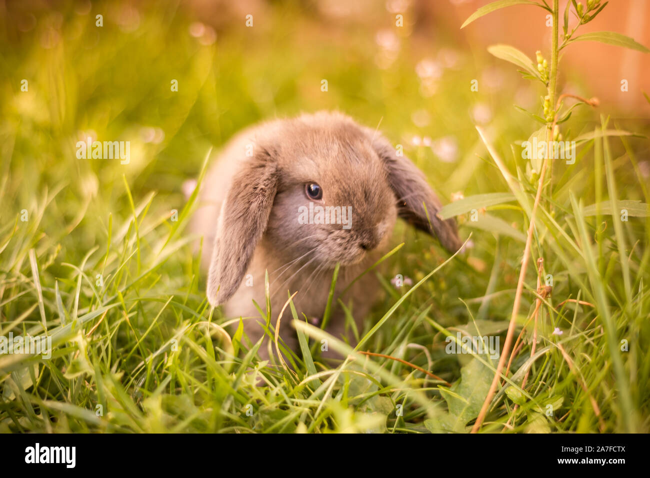 Lindo pelo gris conejo enano japonés, con orejas colgantes en un jardín. Foto de stock