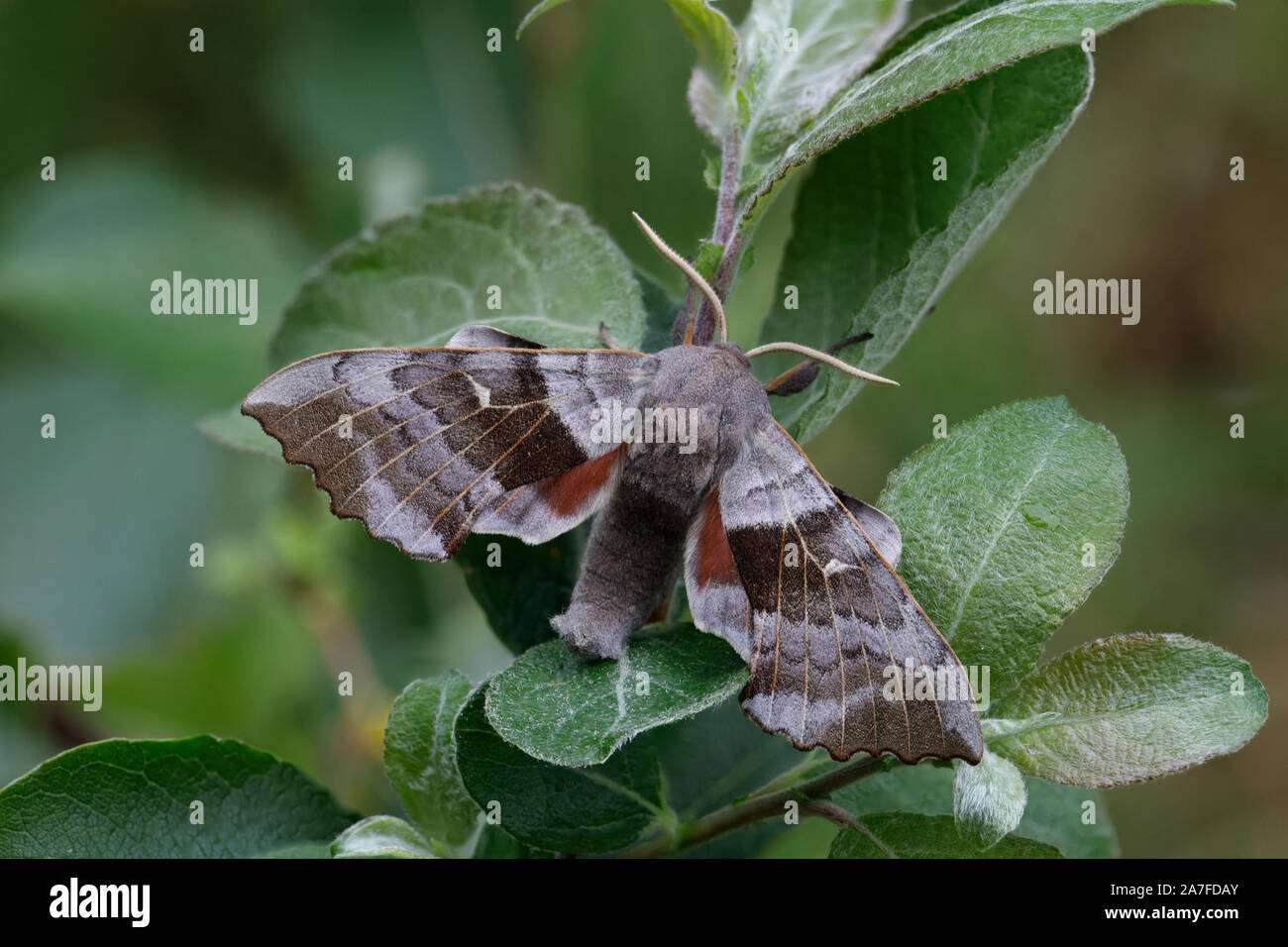 Álamos Hawk-moth, Laothoe populi Foto de stock