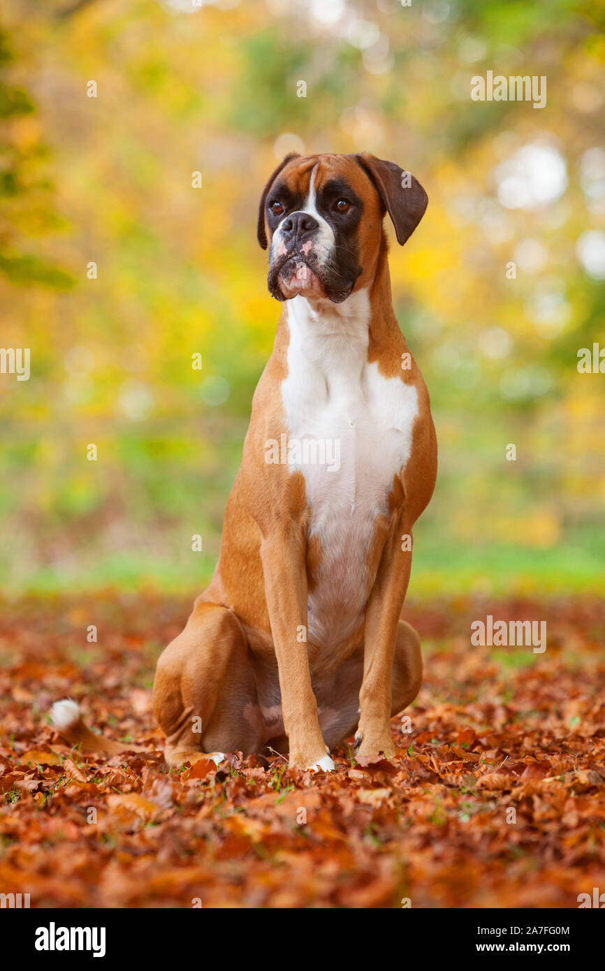Un perro Boxer hembra afuera entre las hojas caídas en otoño Foto de stock