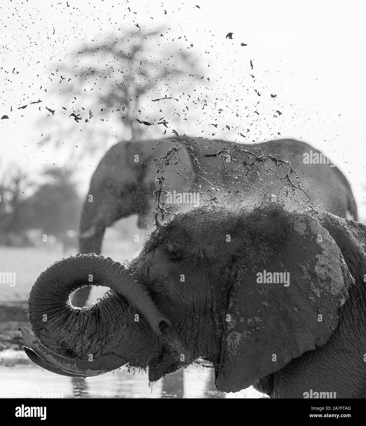 Una imagen en blanco y negro de una pulverización de elefante africano. Foto de stock