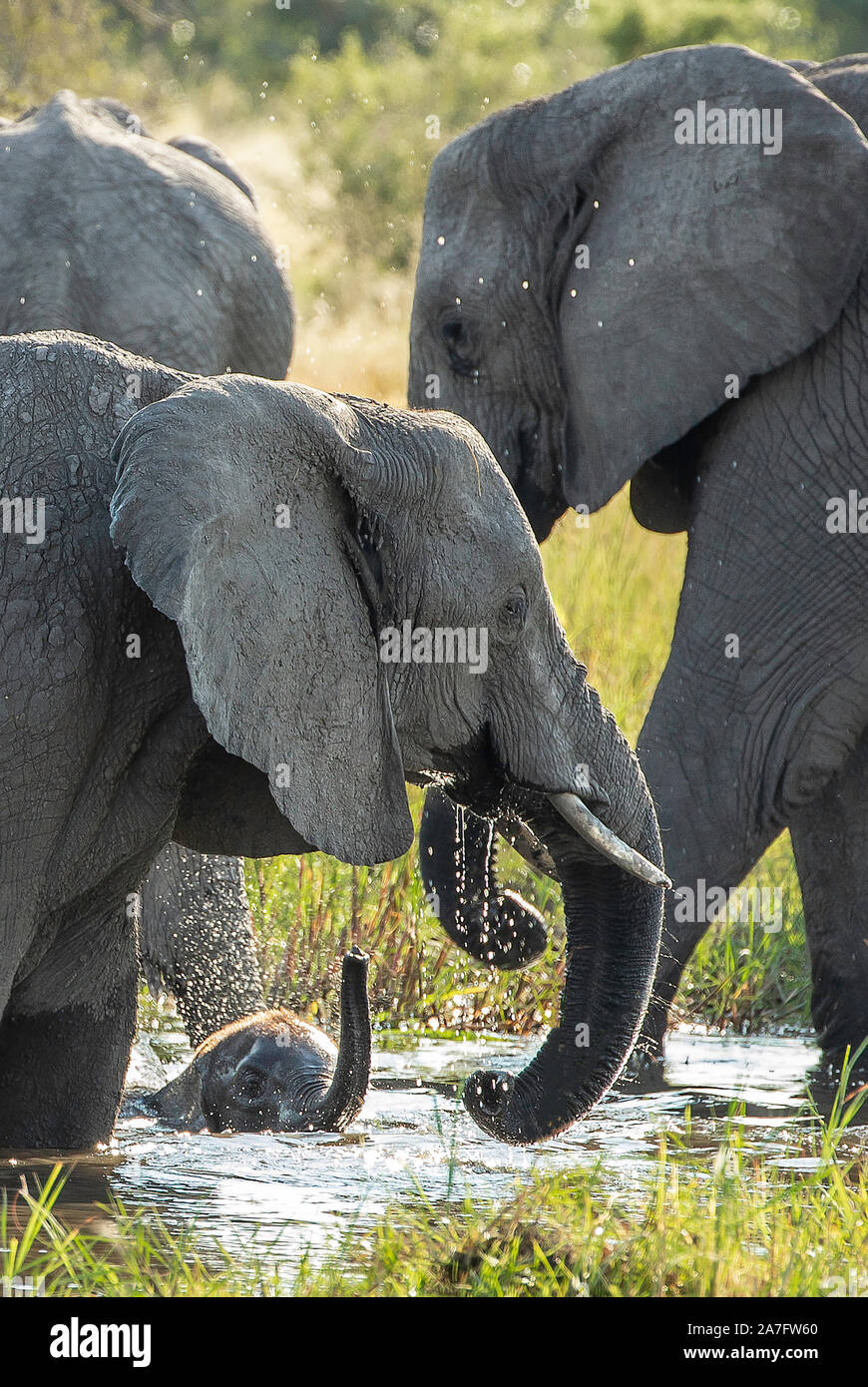 Un bebé elefante parcialmente sumergido en el río con el tronco levantado Foto de stock