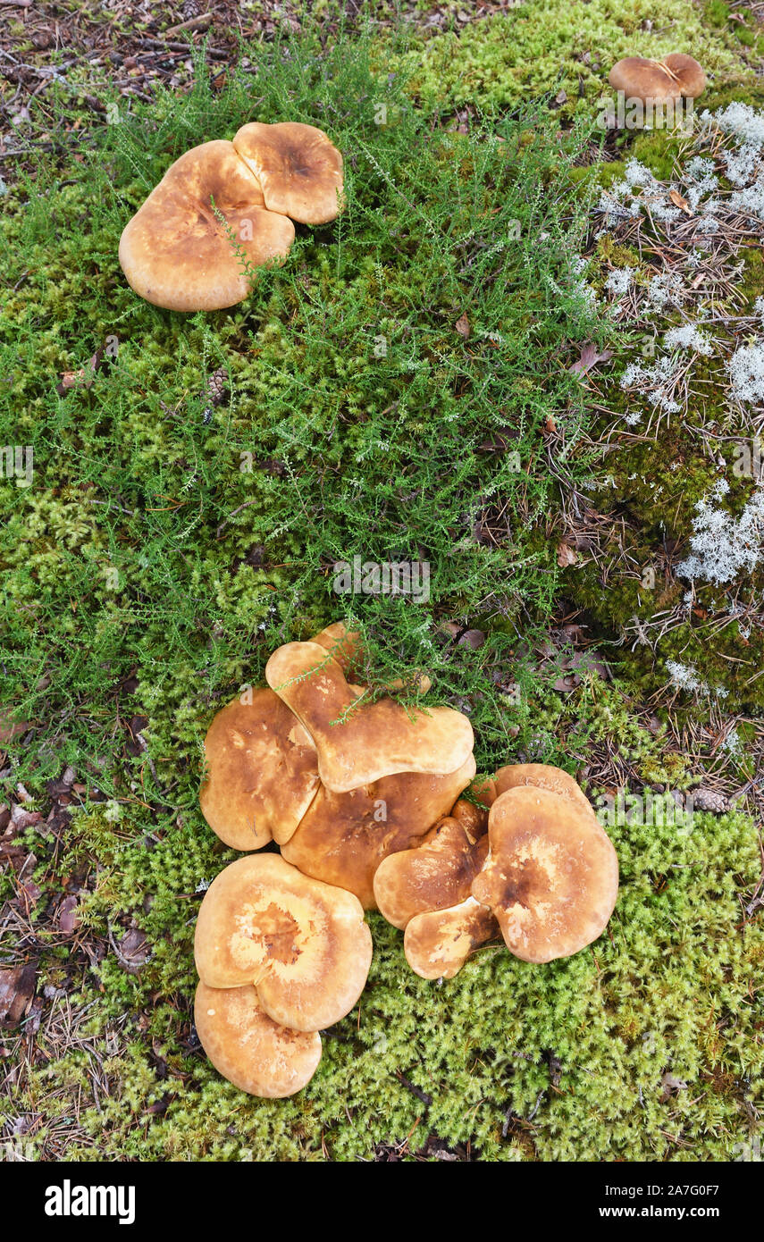 Suelo hongos;Grantown en Spey;Escocia Foto de stock
