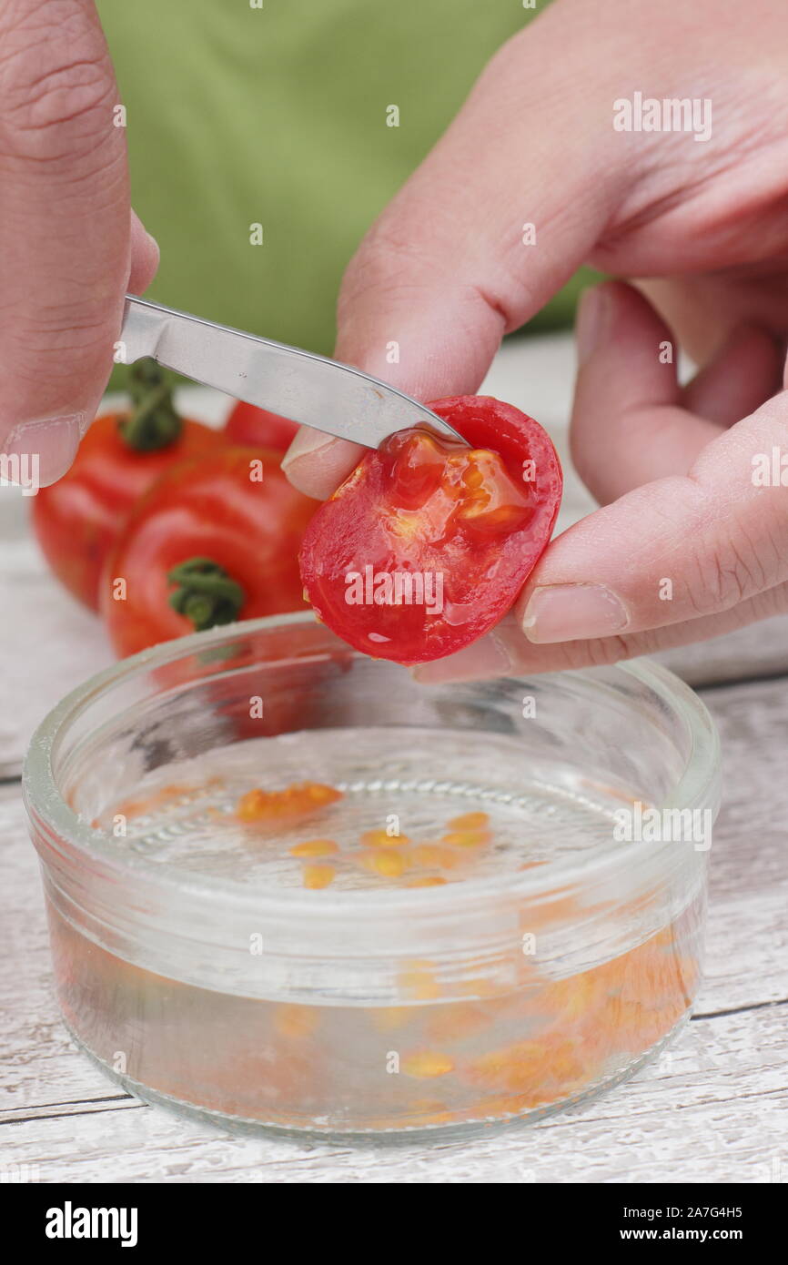Solanum lycopersicum. Guardar las semillas de tomate por recoger las semillas en agua para eliminar el revestimiento antes de secar y almacenar. Foto de stock