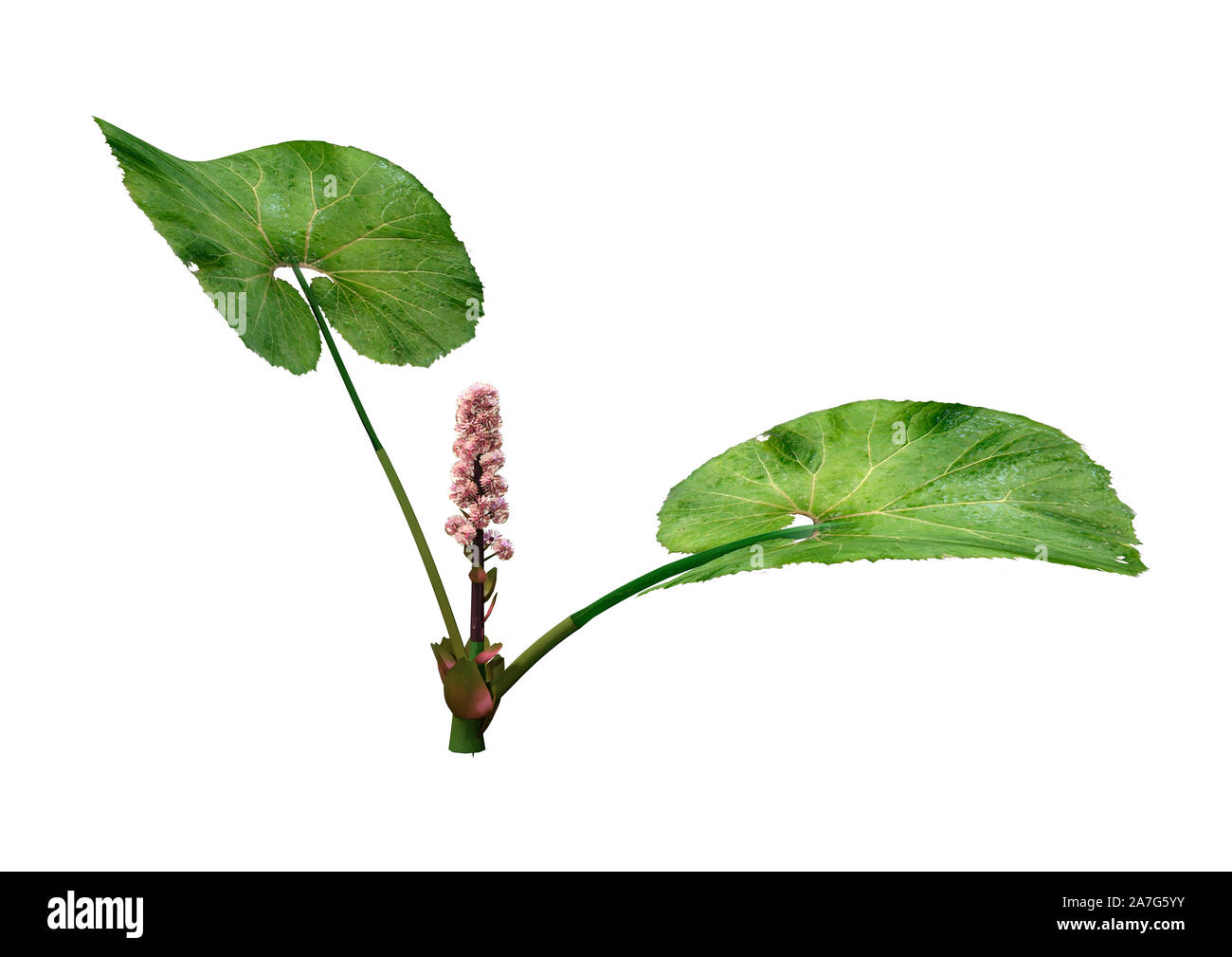 Representación 3D de una o butterburs coltsfoots Petasites o planta con flores aisladas sobre fondo blanco. Foto de stock