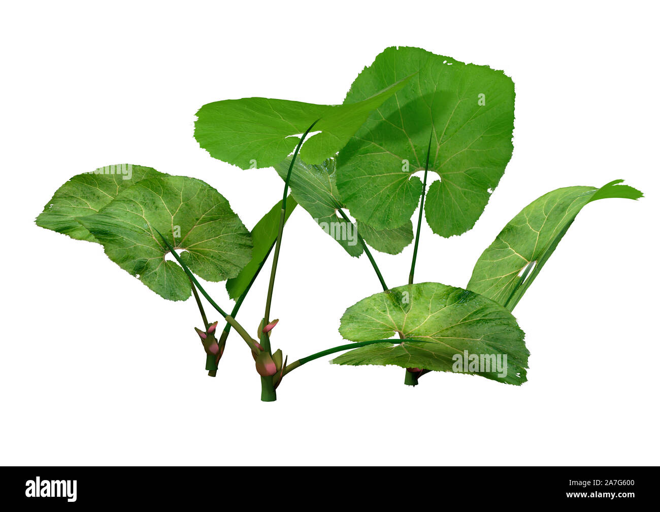 3D rendering de Petasites o butterburs o plantas coltsfoots aislado sobre fondo blanco. Foto de stock