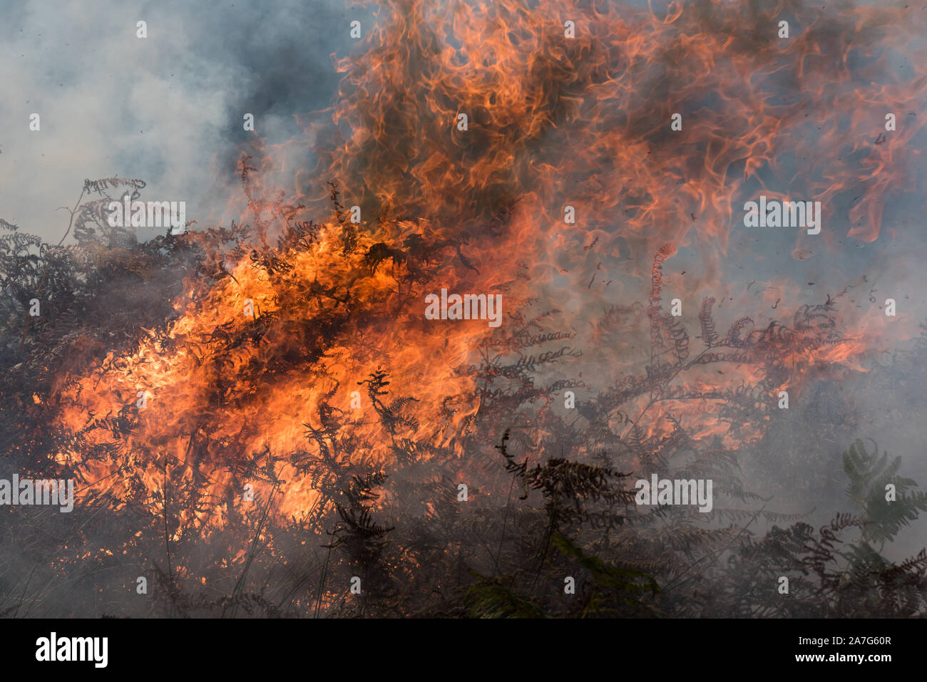 Gement del movimiento del Grouse por quemadura del brezo, parque nacional del districto de pico, Inglaterra Foto de stock