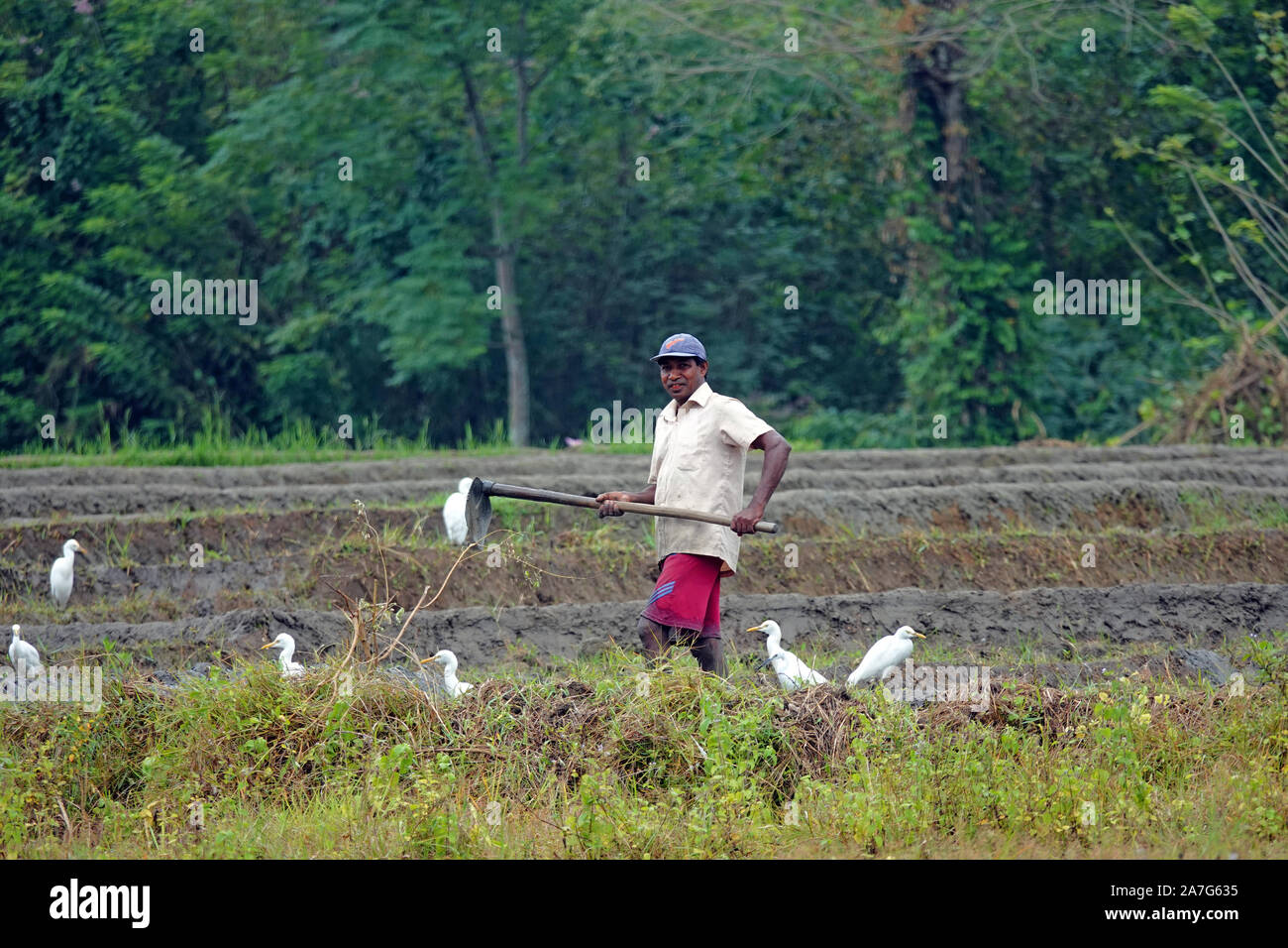 Hombre trabajando en los campos de arroz, Sri Lanka Foto de stock