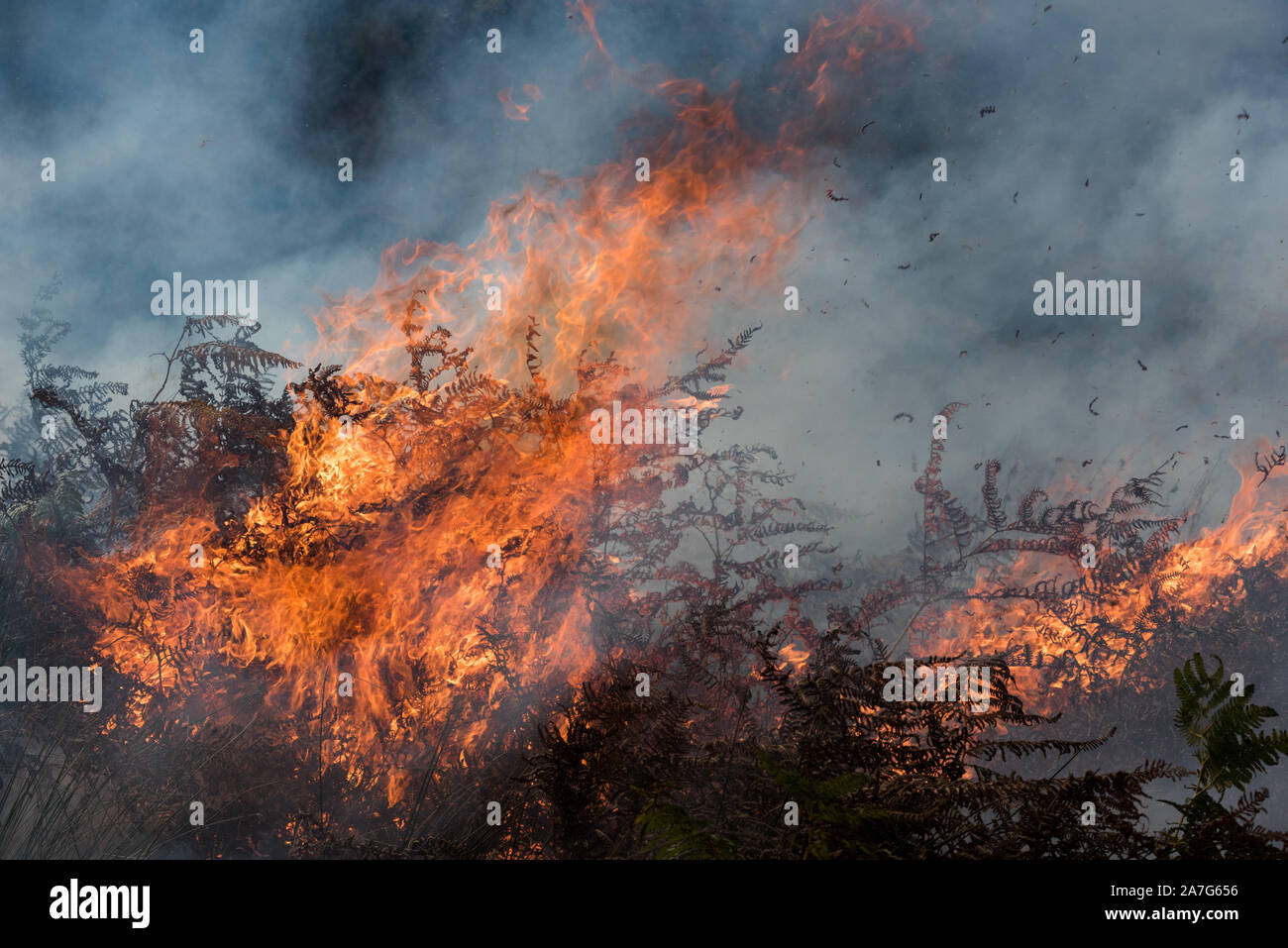 Gement del movimiento del Grouse por quemadura del brezo, parque nacional del districto de pico, Inglaterra Foto de stock