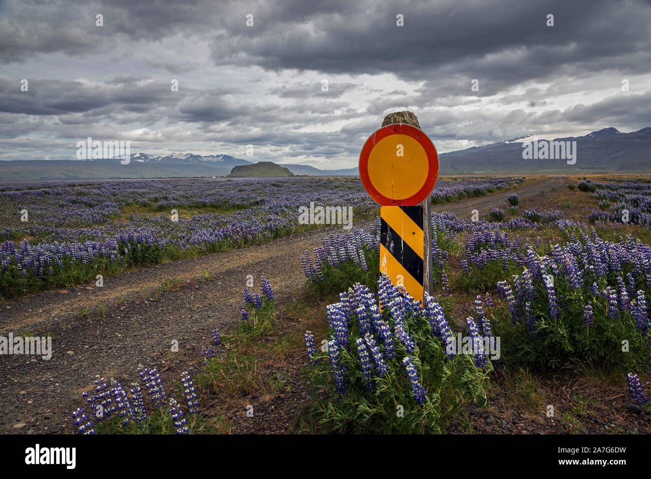 Ruta cerrada a través de la floración de los altramuces (Lupinus), en la carretera 250, en el sur de Islandia, Islandia Foto de stock