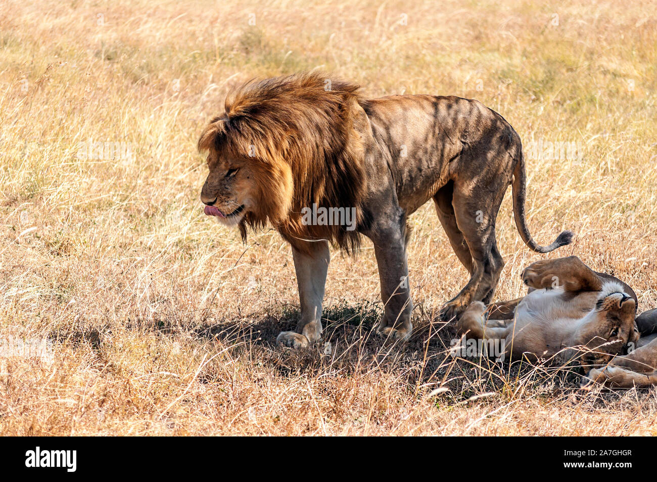 Los leones en Tanzania, en un día claro Fotografía de stock - Alamy