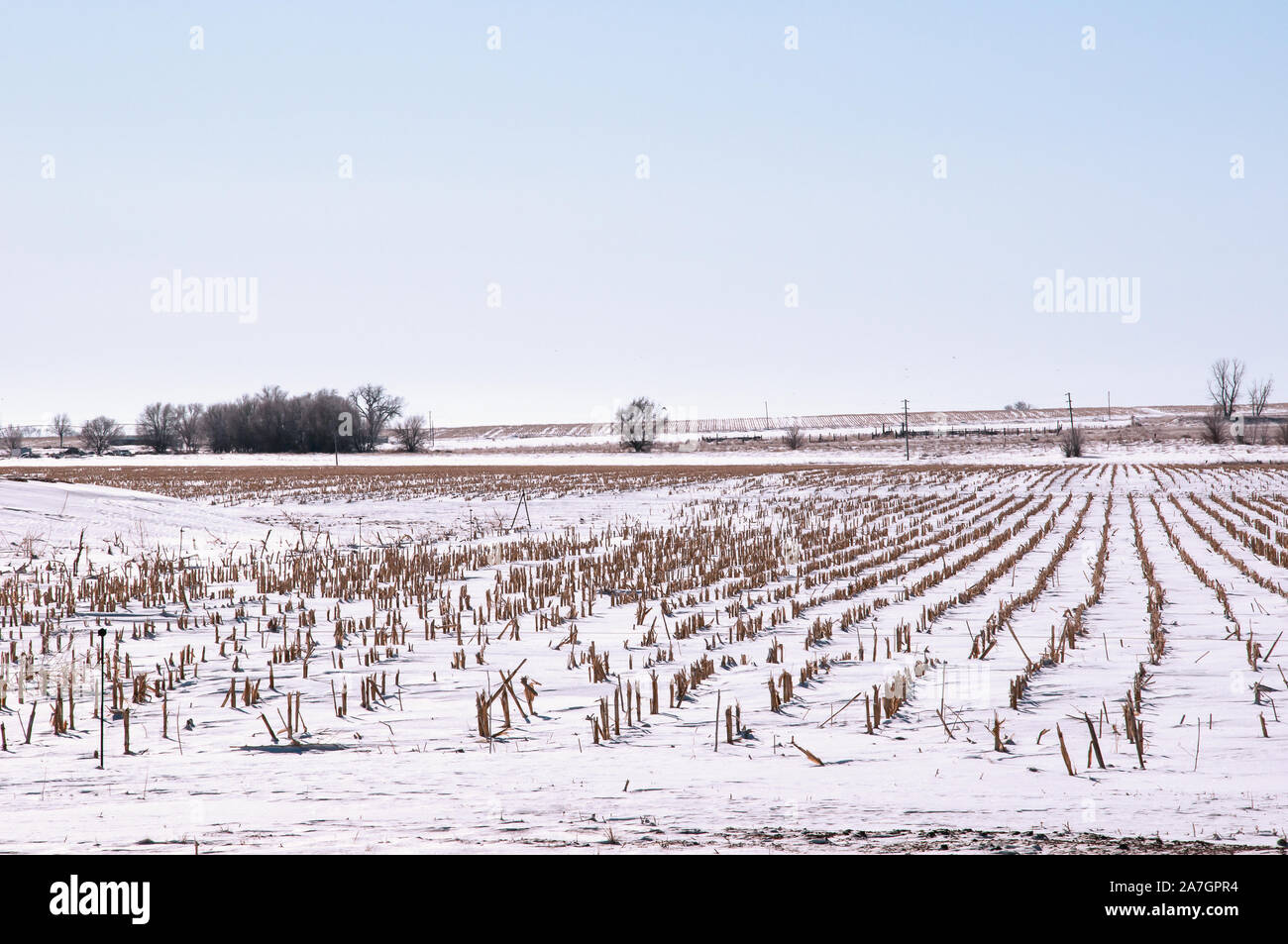 El invierno, la nieve cubre un campo de rastrojo de maíz después de la cosecha Foto de stock