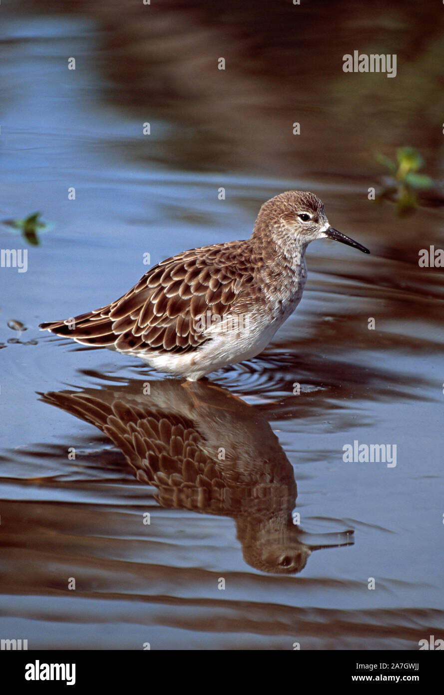 RUFF (Philomachus pugnax). En el plumaje de invierno. Varón. De pie, caminando en aguas poco profundas, con reflexión. Perfil. Estación de reproducción sexual dimórfico p Foto de stock