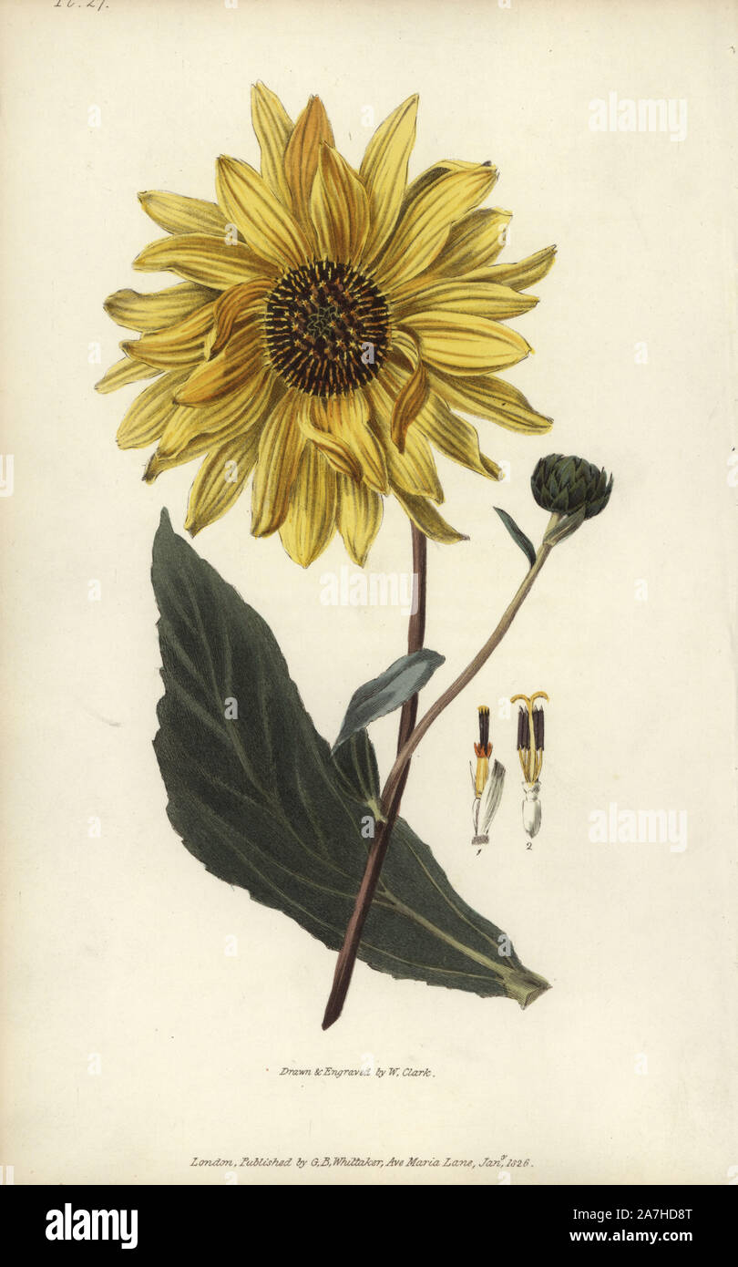 Girasol Helianthus atrorubens Purpledisk. Ilustración botánica Handcolored  dibujado y grabado por William Clark de Richard Morris de 'Flora Conspicua'  de Londres, Longman, Rees, 1826. William Clark fue el ex ponente de la