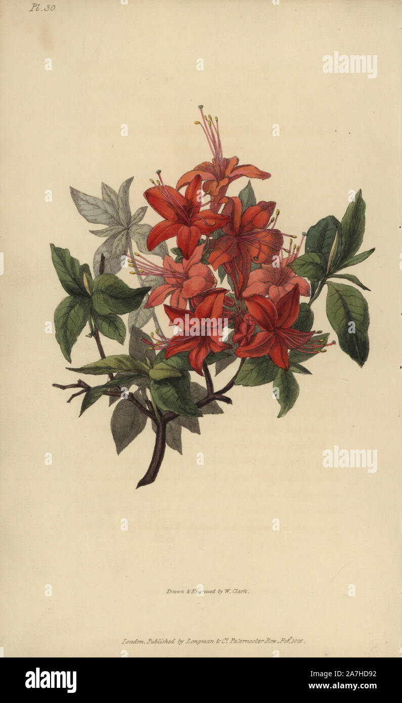 Azalea escarlata fotografías e imágenes de alta resolución - Alamy