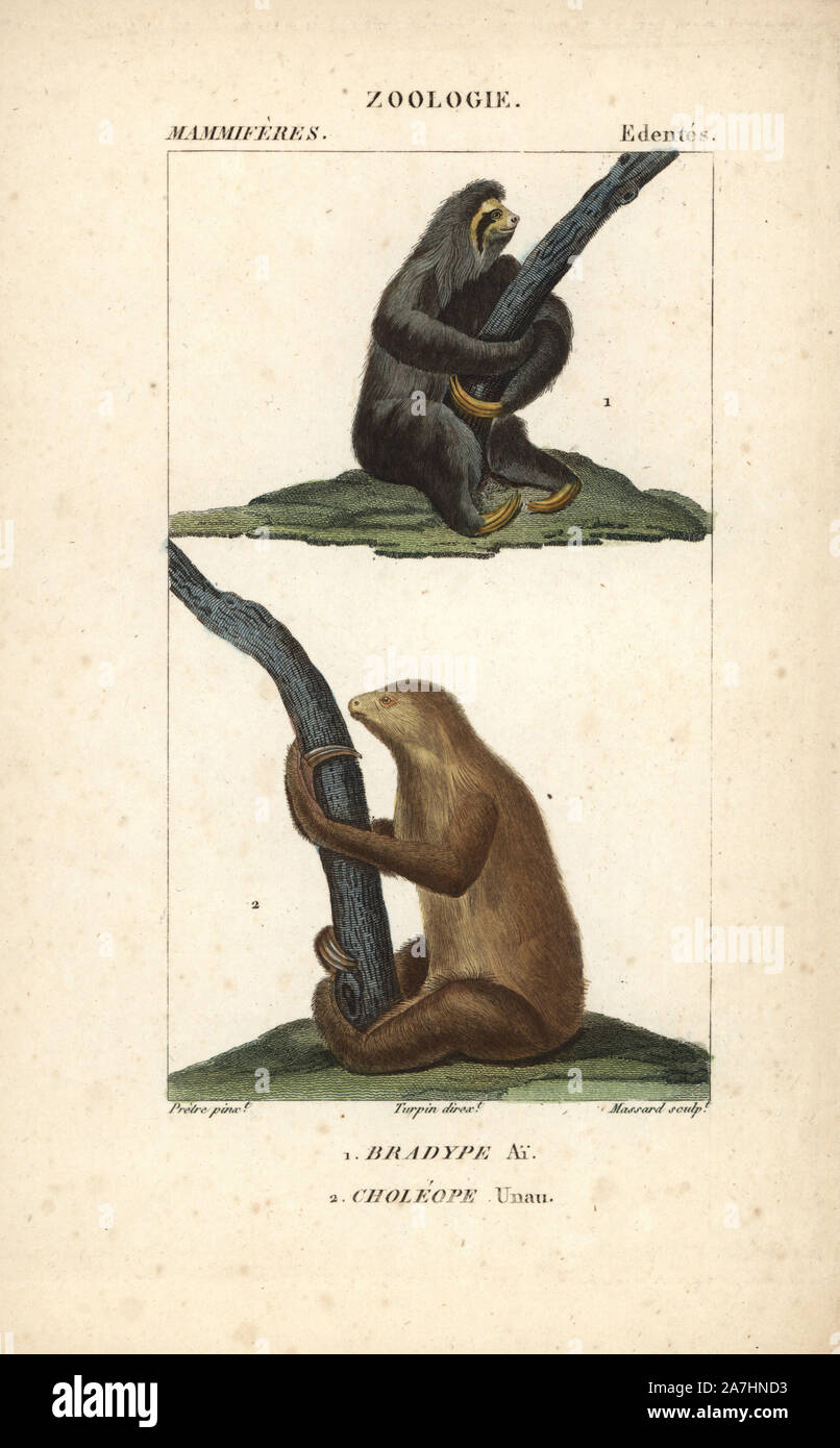 Aguarï perezoso de tres dedos, Bradypus torquatus (vulnerable), y de dos Linnaeus vetado perezoso, Choloepus didactylus. Copperplate Handcolored stipple grabado de Frederic Cuvier's 'Dictionary de Ciencias Naturales: mamíferos", París, Francia, 1816. Ilustración por J. G. Pretre, grabado por Massard, dirigida por Pierre Jean-Francois Turpin, y publicado por F.G. Levrault. Jean Gabriel Pretre (1780~1845) fue pintor de historia natural en el zoológico de la Emperatriz Josefina y más tarde se convirtió en el artista al Museo de Historia Natural. Turpin (1775-1840) está considerado como uno de los mejores ilustradores de los botánico francés Foto de stock