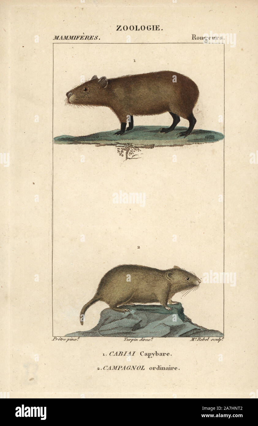 Illustration capybara fotografías e imágenes de alta resolución - Alamy