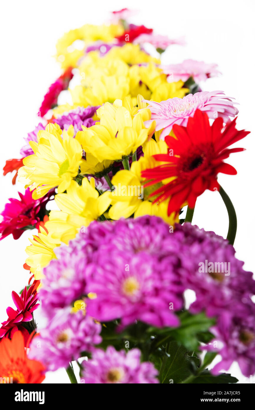 Coloridas flores en frente de los crisantemos en blanco rojo amarillo rosado y morado Foto de stock