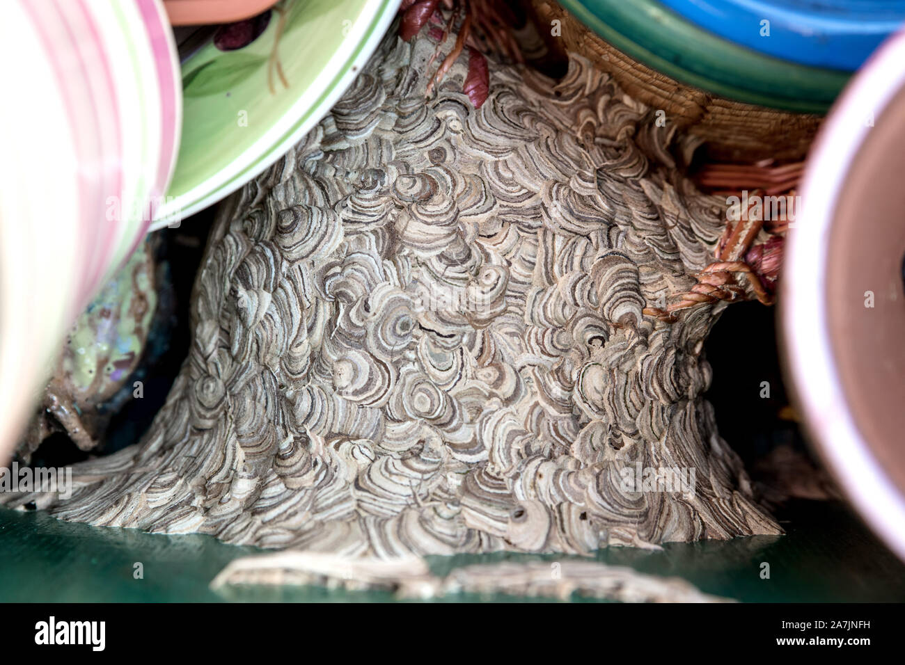 Vespiary en una caja con macetas, asimilación de habitación humana, quitar  de un nido de avispas Fotografía de stock - Alamy