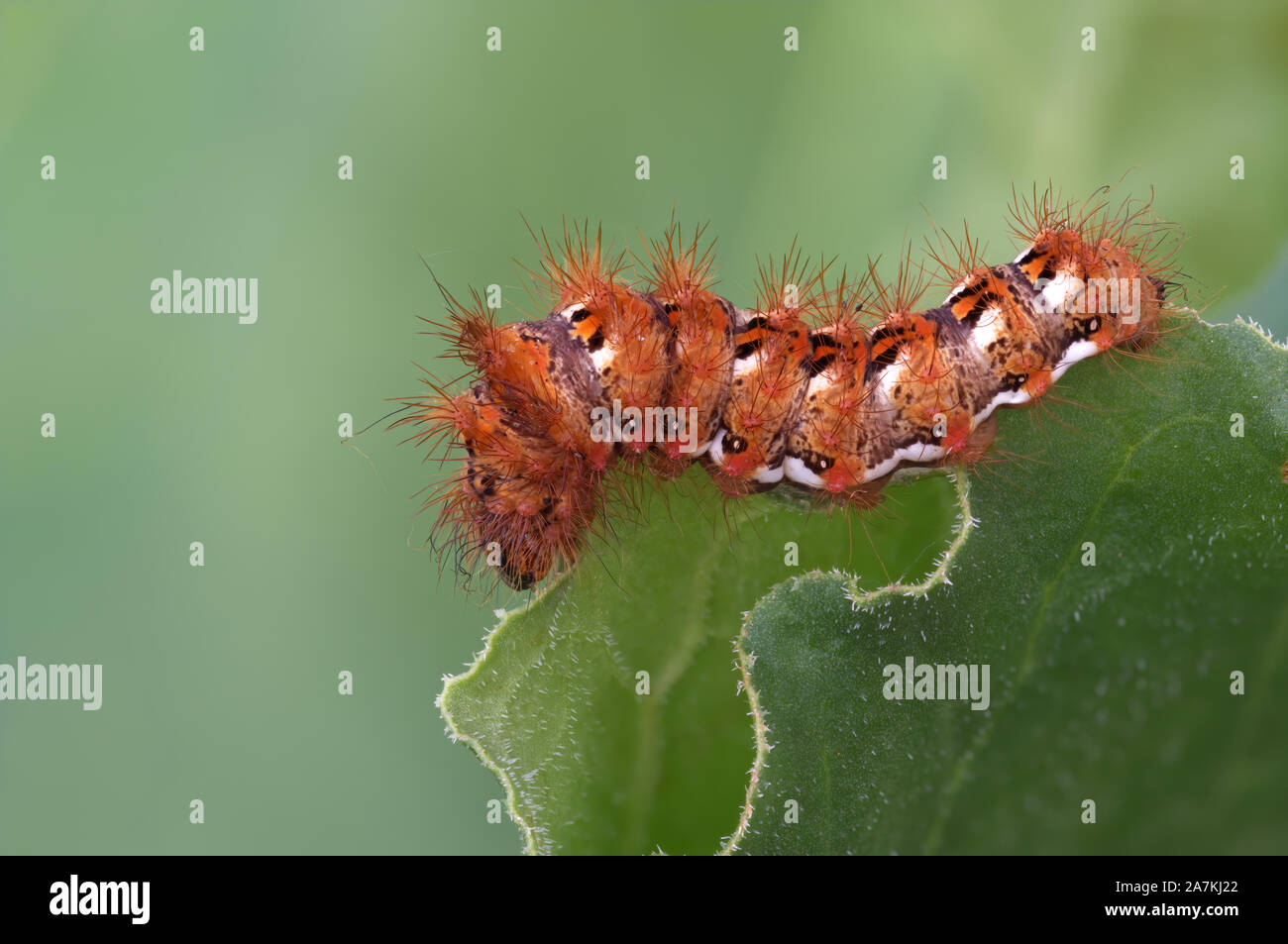 Acronicta rumicis caterpillar aka nudo hierba larva de polilla. Comiendo las hojas de ruibarbo. Primer plano macro. Foto de stock
