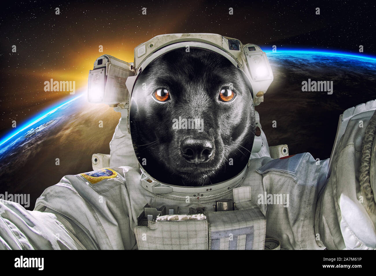 Poco lindo retrato perro negro astronauta o cosmonauta explorando el  universo Fotografía de stock - Alamy