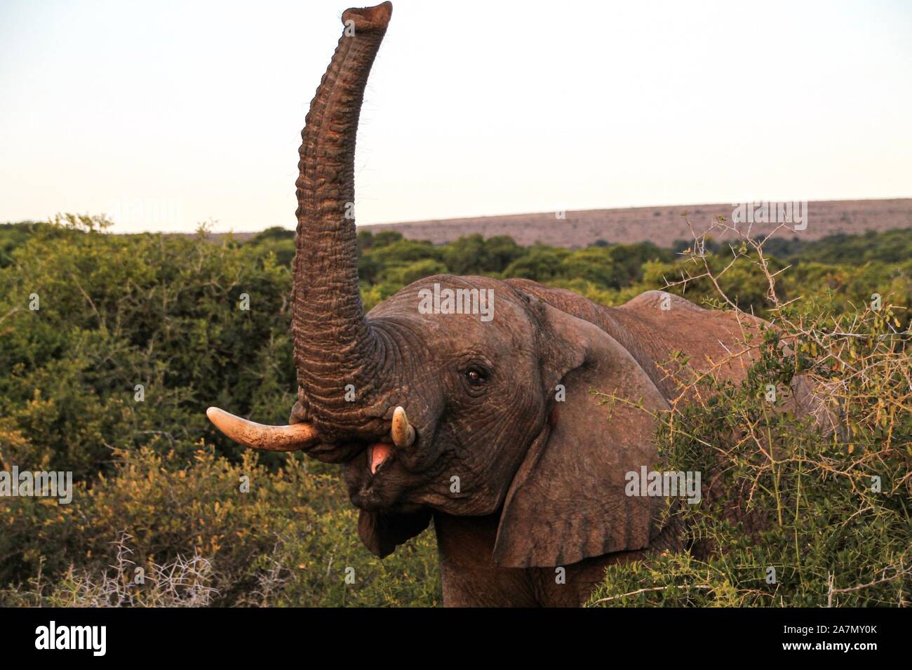 Saludo elefante en South African bush Foto de stock