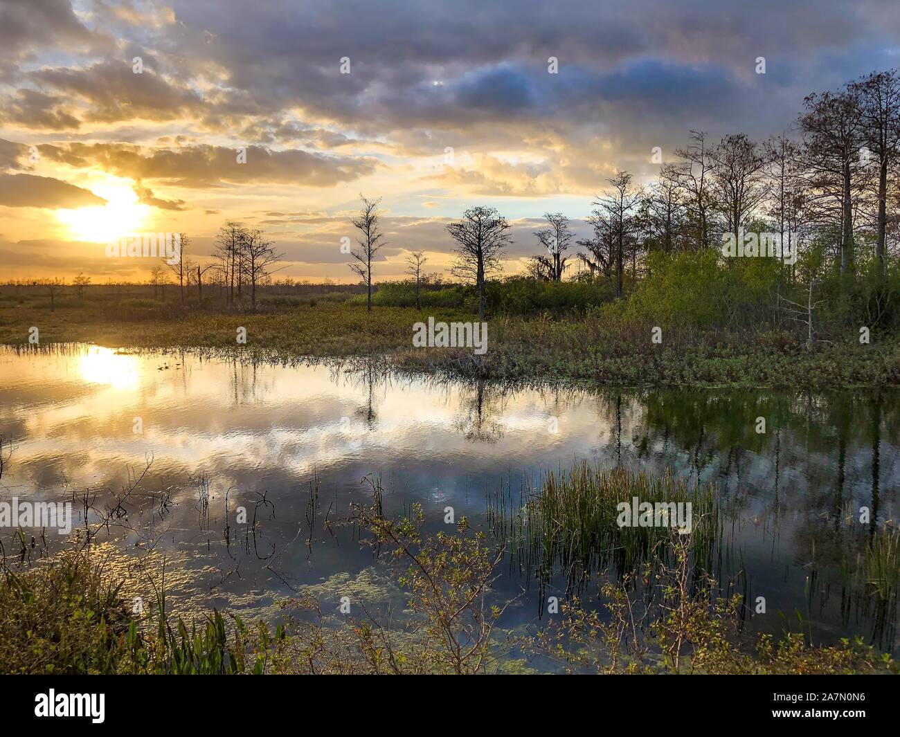 Aguas herbosas Nature Preserve - Sunset pantano Foto de stock