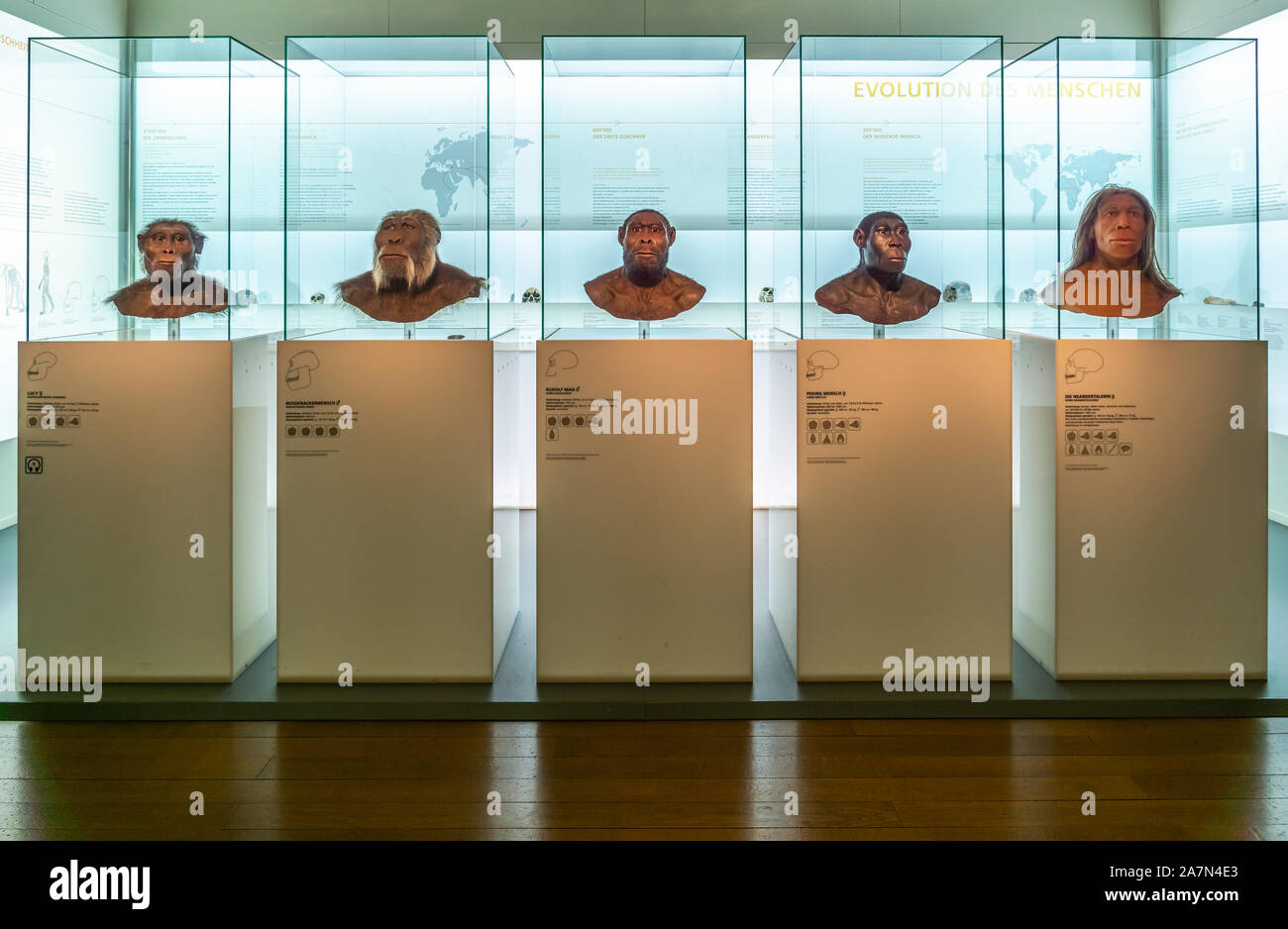Los homínidos jefes reconstrucción en el Museo de Historia Natural de Basilea para mostrar la evolución humana, Suiza. Foto de stock