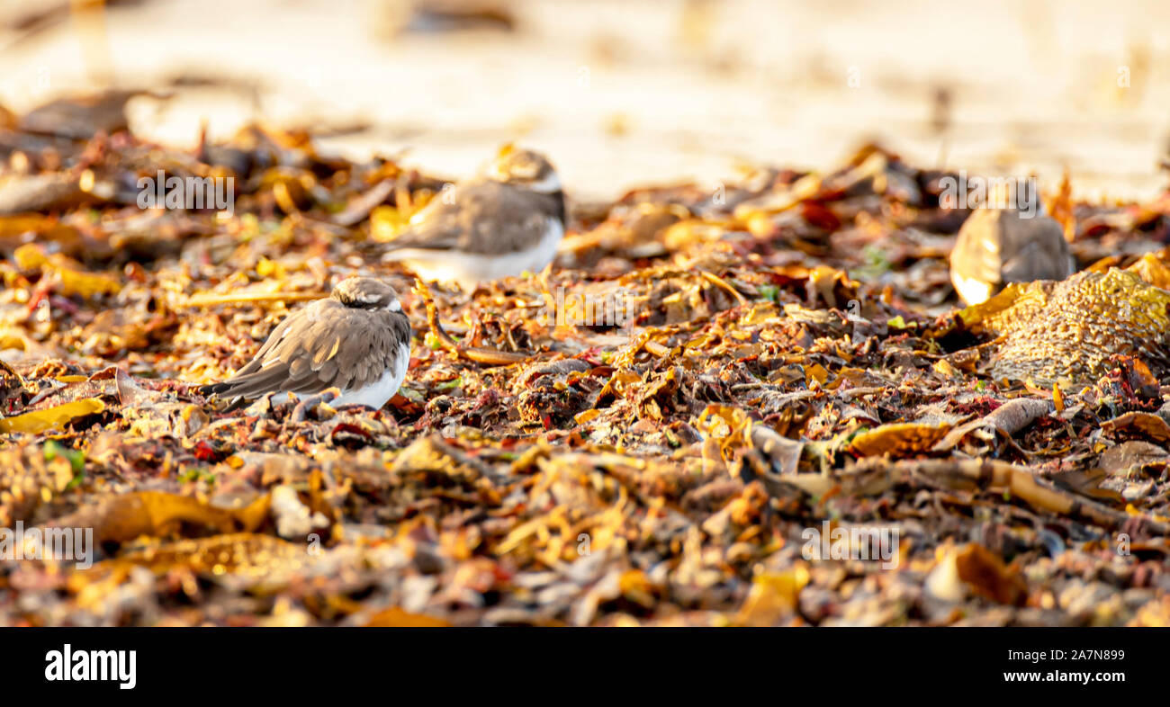 Roosting de pover en una playa arenosa rodeada de algas marinas Foto de stock