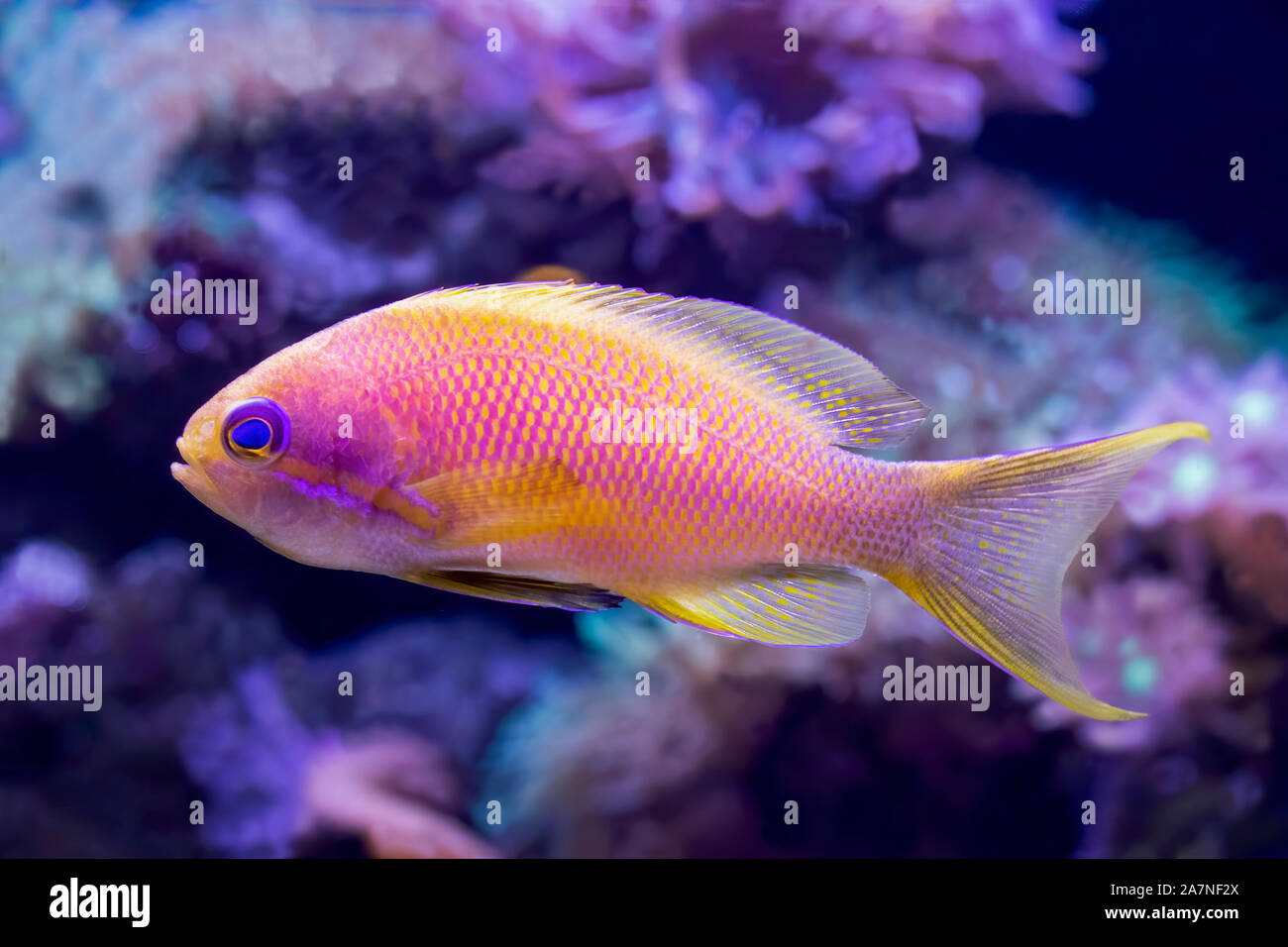 Cerrar detalle de ojos azules brillantes anthias amarillo y rosa peces tropicales en el perfil tomadas en acuario. Foto de stock