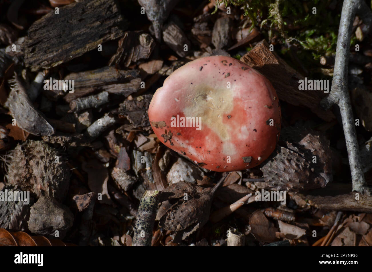 Gran diversidad de especies de hongos silvestres en los bosques de