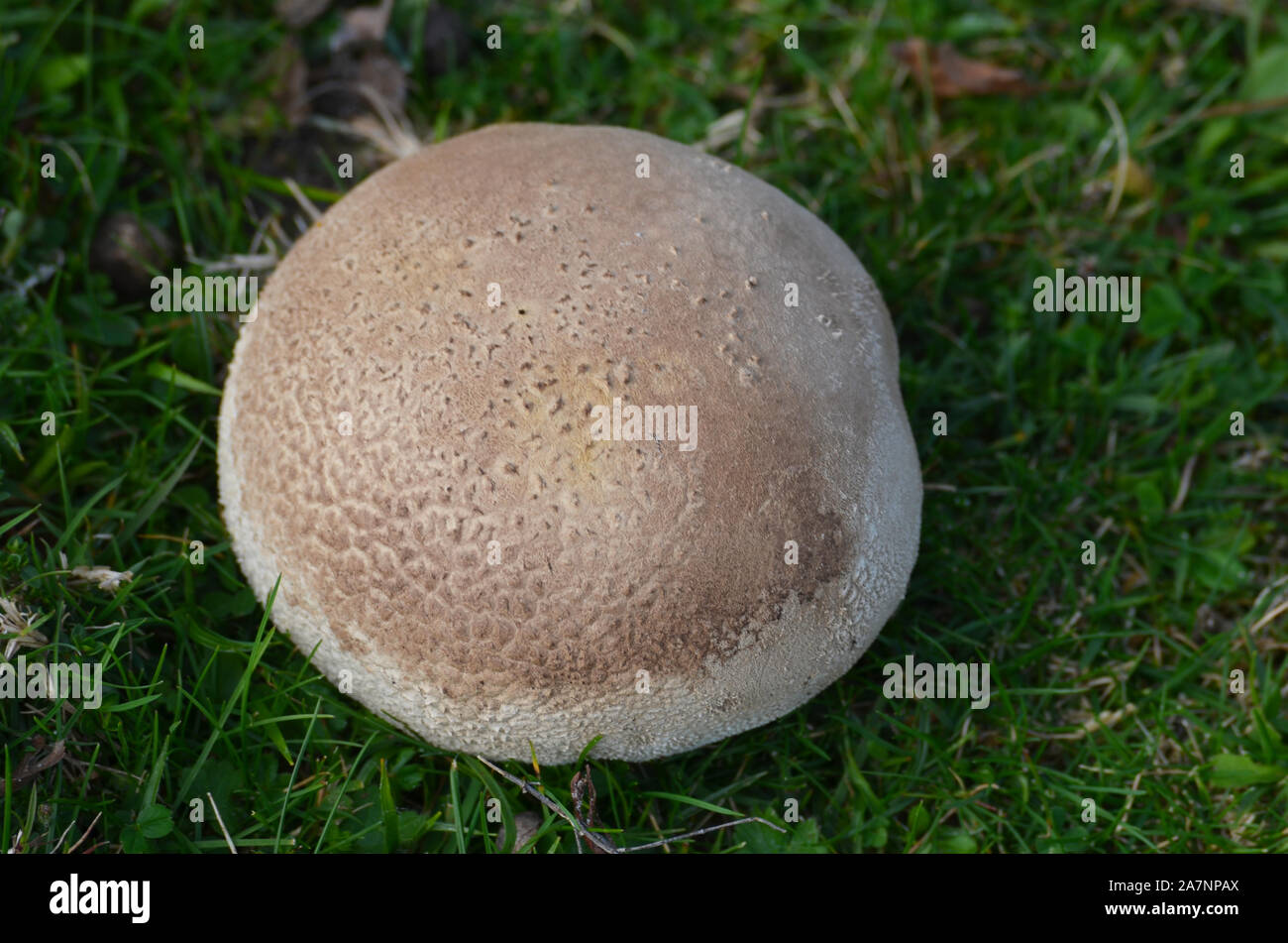 Gran diversidad de especies de hongos silvestres en los bosques de