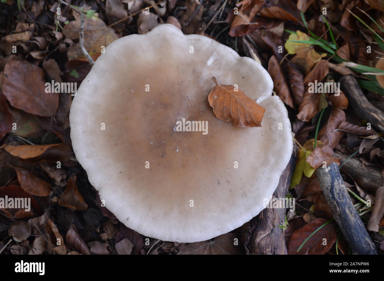 Gran diversidad de especies de hongos silvestres en los bosques de
