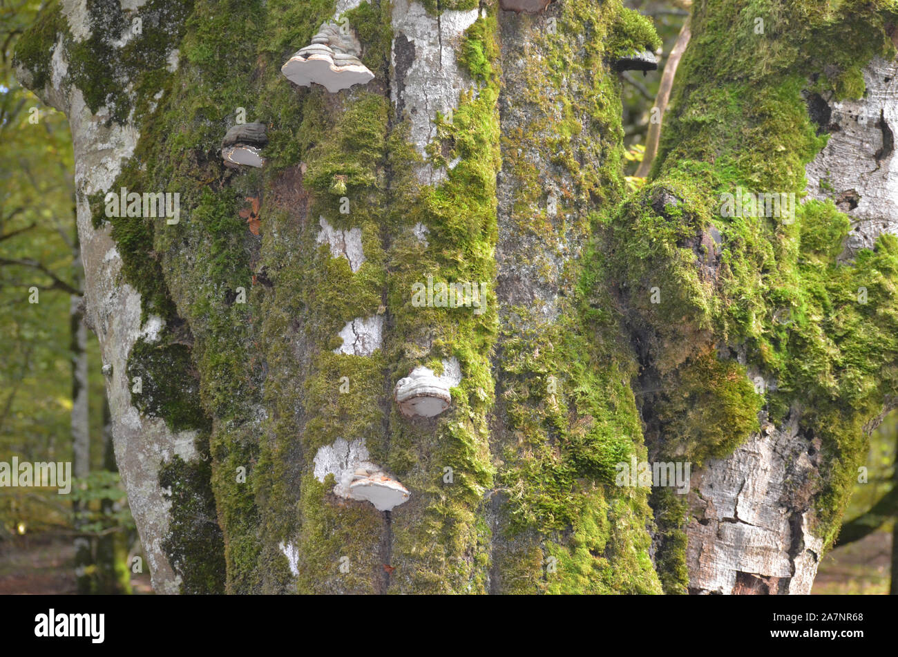 Gran diversidad de especies de hongos silvestres en los bosques de