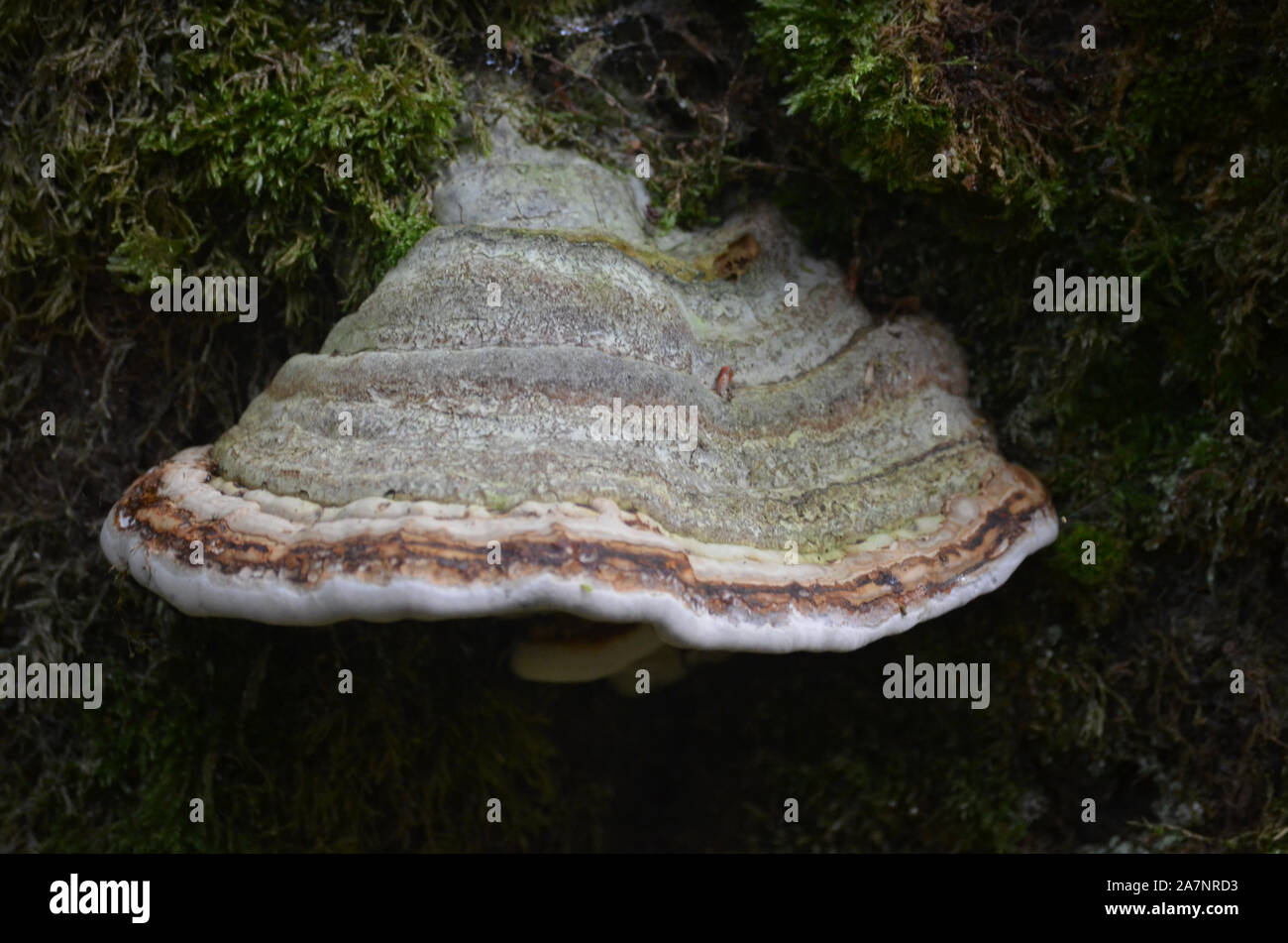 Gran diversidad de especies de hongos silvestres en los bosques de