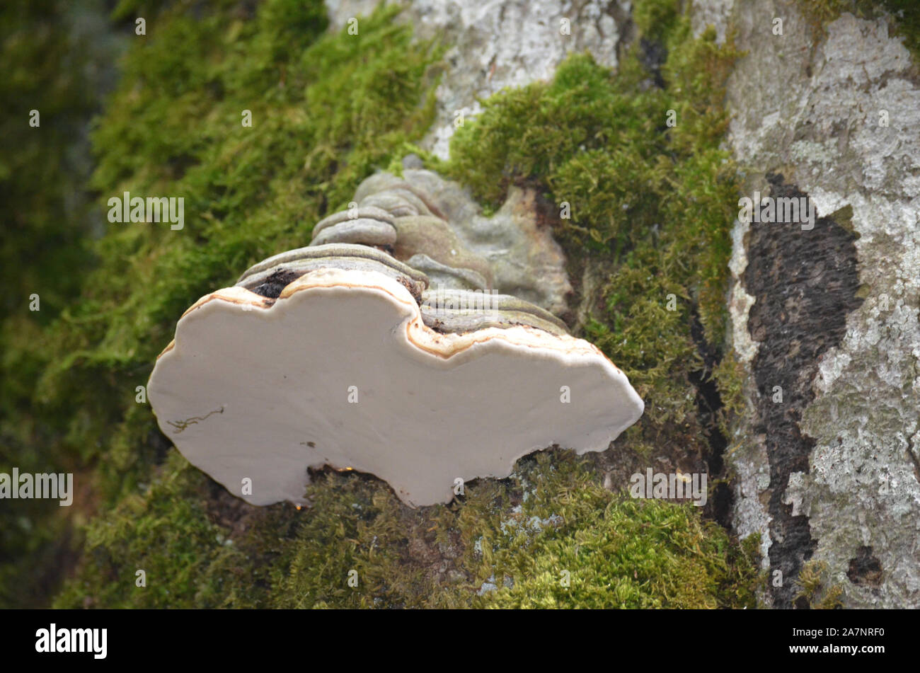 Gran diversidad de especies de hongos silvestres en los bosques de