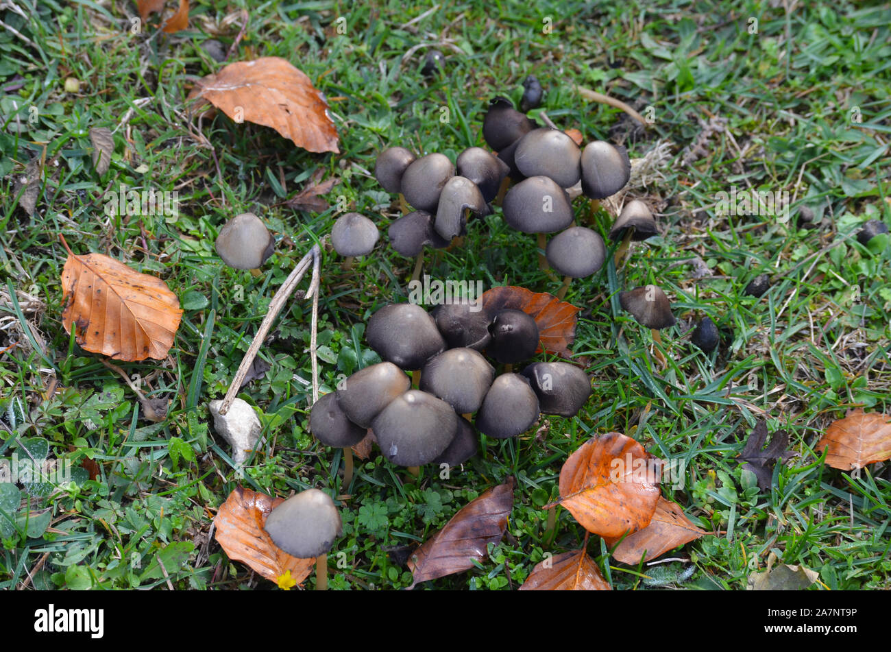 Gran diversidad de especies de hongos silvestres en los bosques de