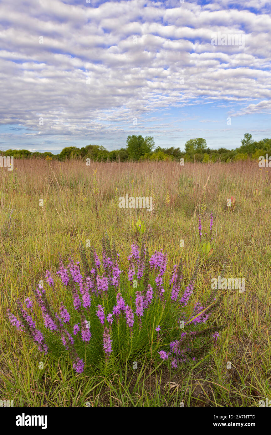 Gayfeathers,Liataris (Liatris spicata), pradera, a principios de otoño, Dakota County, Minnesota, EE.UU., por Dominique Braud/Dembinsky Foto Assoc Foto de stock