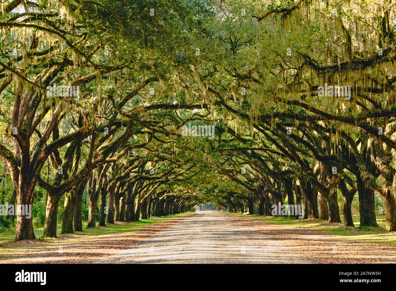 Una impresionante, largo camino bordeado con antiguos robles cubiertos de musgo español cerca de Savannah, Georgia. Foto de stock