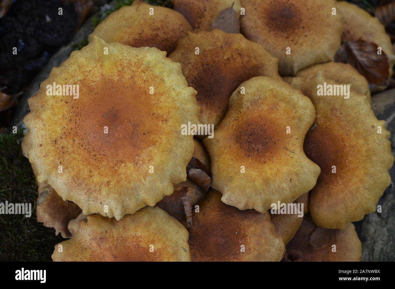 Gran diversidad de especies de hongos silvestres en los bosques de