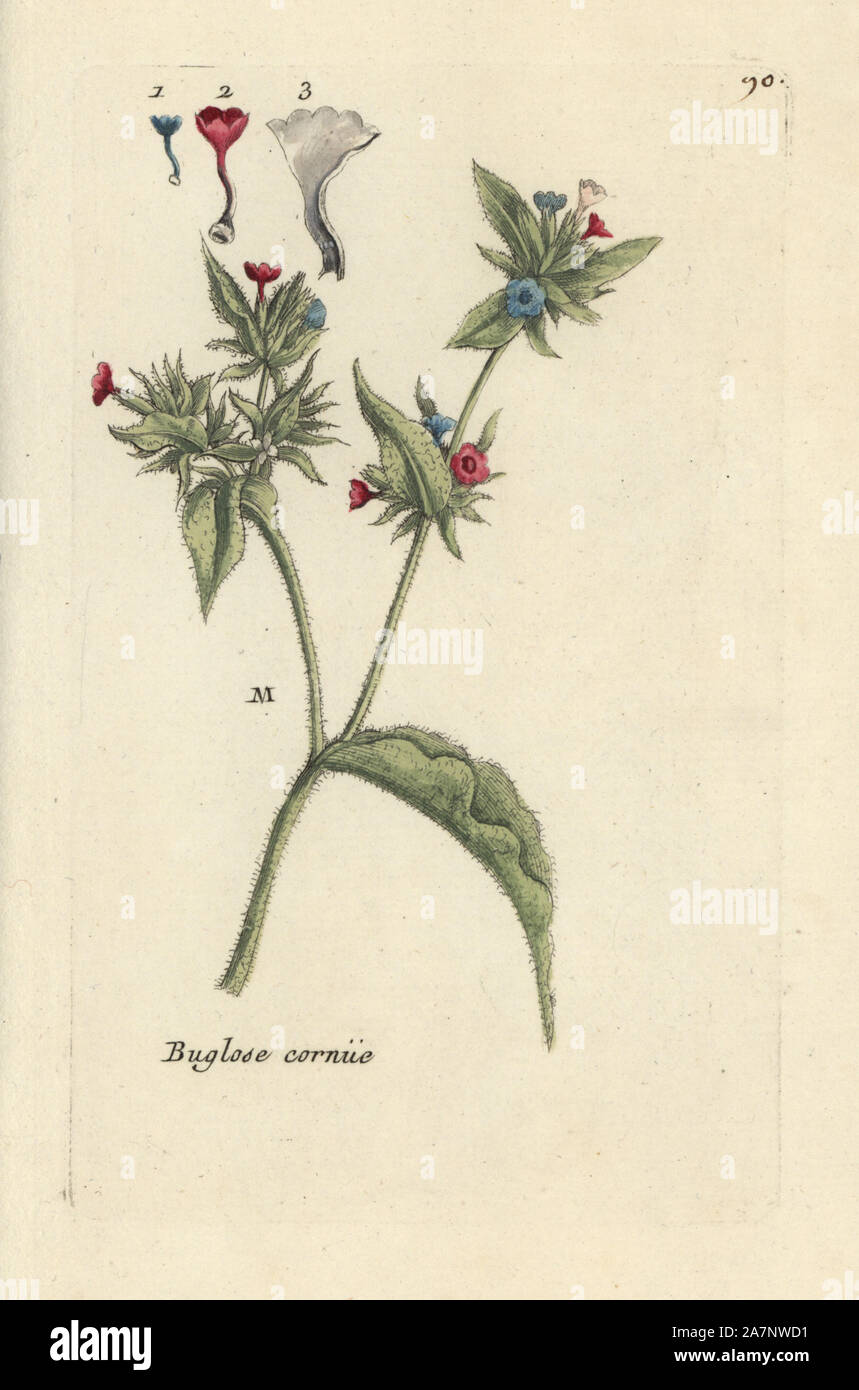 Británico de flores silvestres-houndstongue 20 Semillas 