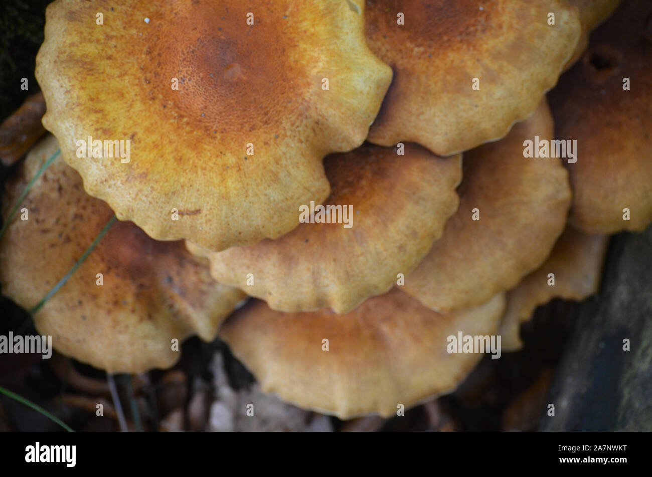 Gran diversidad de especies de hongos silvestres en los bosques de