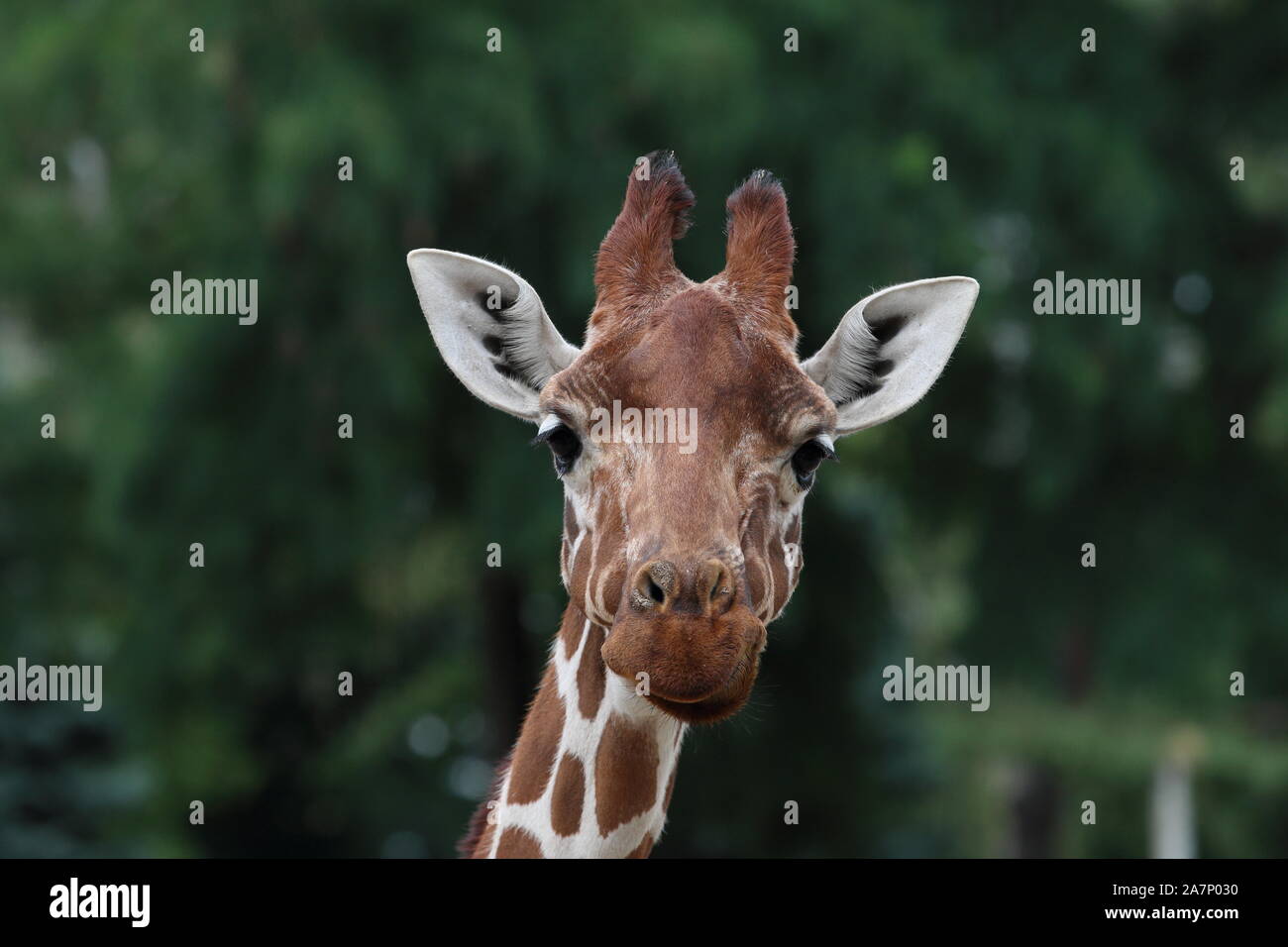 Giraffe closeup, con follaje verde de fondo. Foto de stock