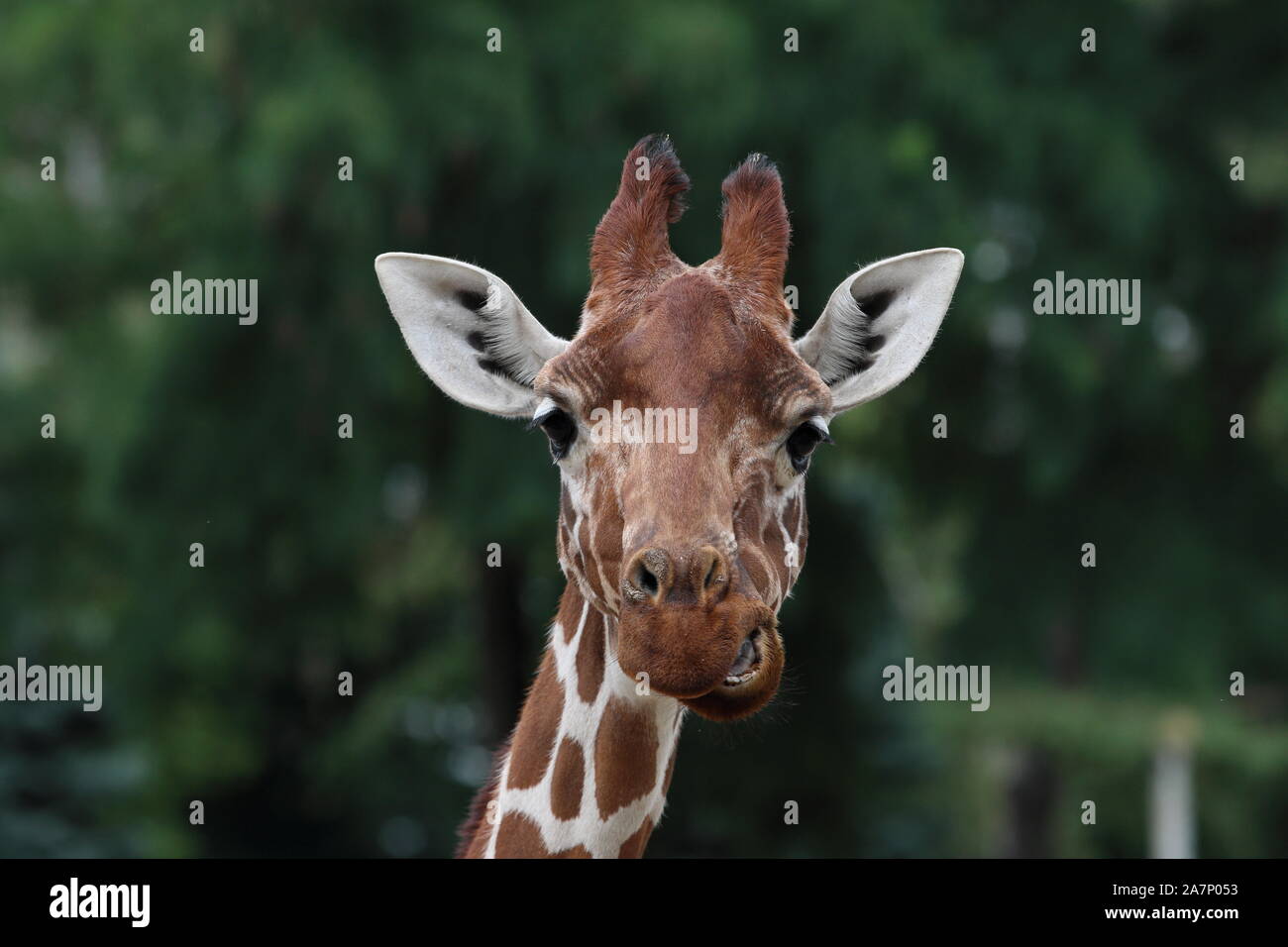 Giraffe closeup, con follaje verde de fondo. Foto de stock