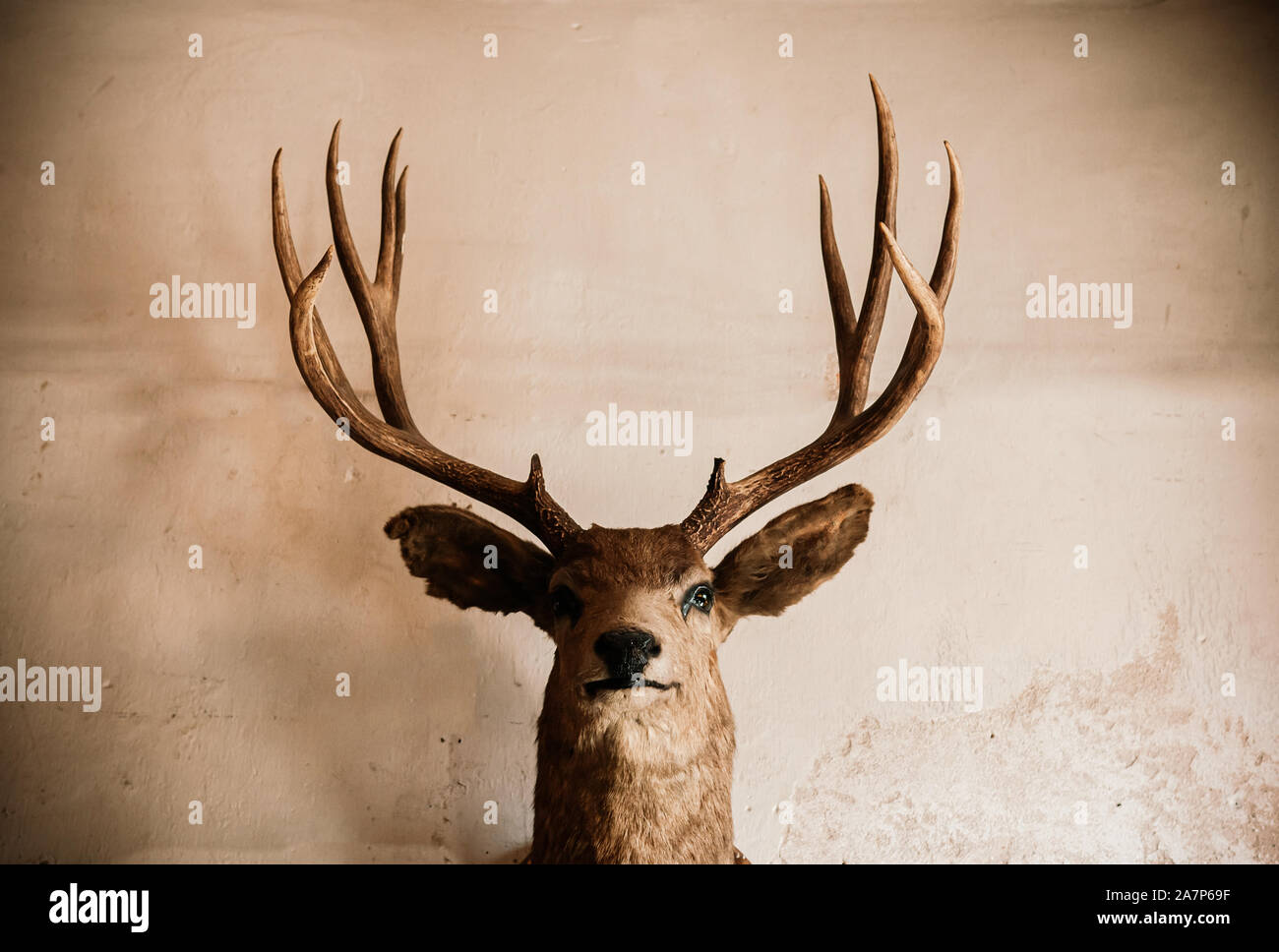 Taxidermia de animales de peluche fotografías e imágenes de alta ...