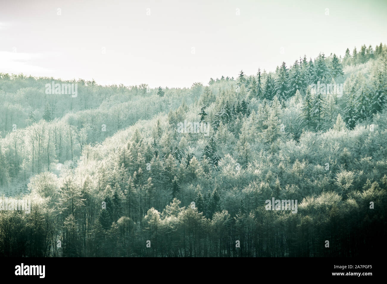 Invierno neblinoso árboles nevados en verde bosque Foto de stock