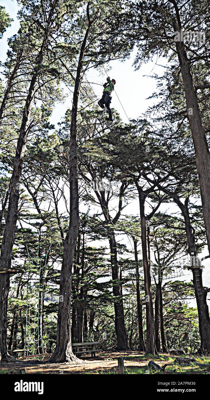 Mujer (60) caminando en alambre, 20 metros sobre tierra en un curso de obstáculos aéreos, en el dosel del pino en el bosque de Adrenalin, Wellington, Nueva Zelanda Foto de stock