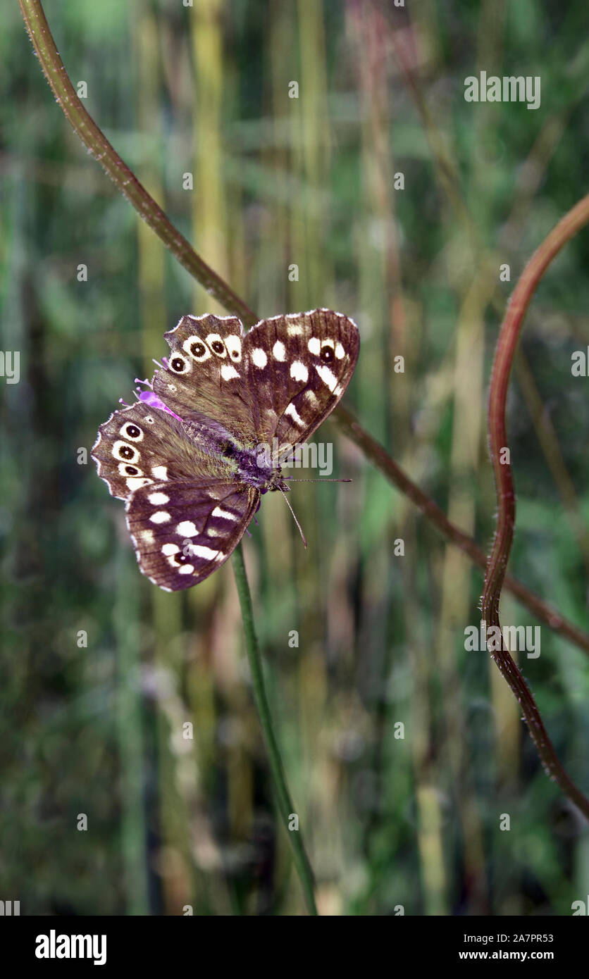 Madera moteado;butterfly;Grantown en Spey;Escocia Foto de stock